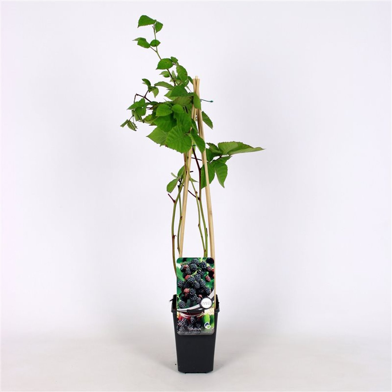 Rubus frut. 'Chester Thornless' - C2 70/+ CM